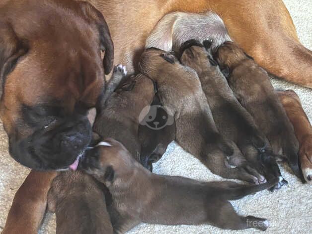 Five weeks only boxer puppies for sale in Bristol - Image 1