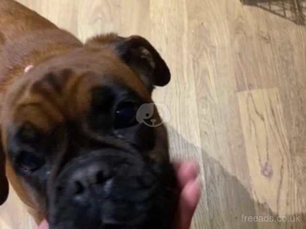 Five weeks only boxer puppies for sale in Bristol - Image 5