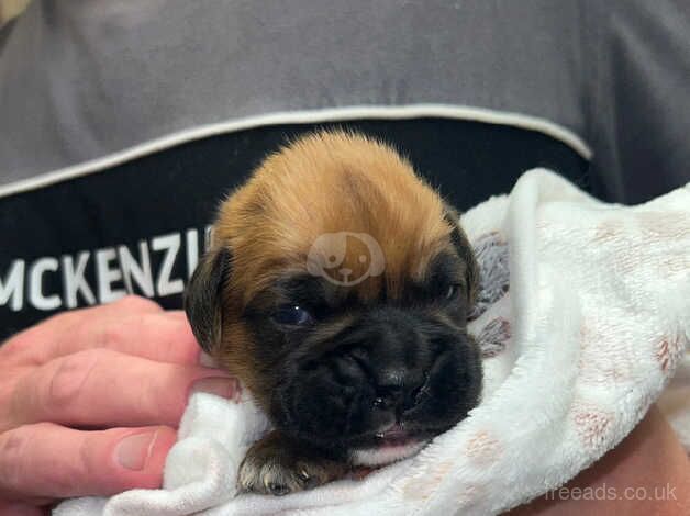 For sale boxer for sale in Castleford, West Yorkshire - Image 3