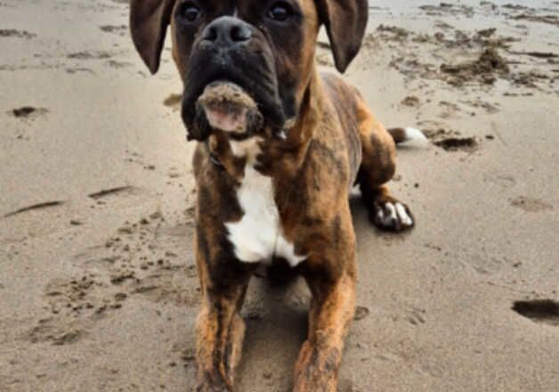 Full pedigree boxer for sale in Cardiff/Caerdydd, Cardiff