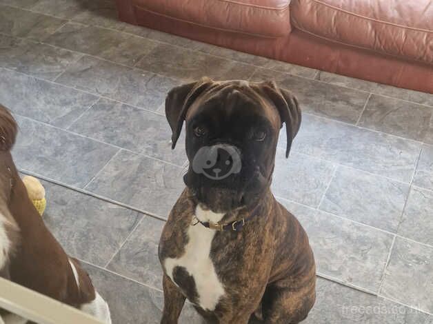 Gorgeous brindle boxer for sale in Bath, Somerset