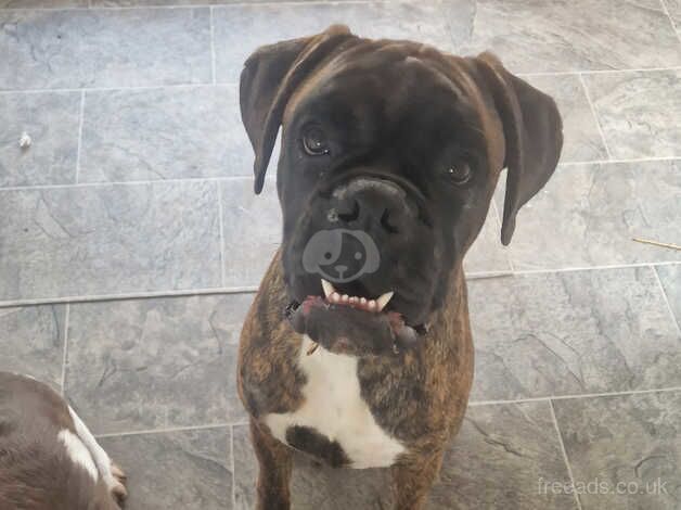 Gorgeous brindle boxer for sale in Bath, Somerset - Image 2