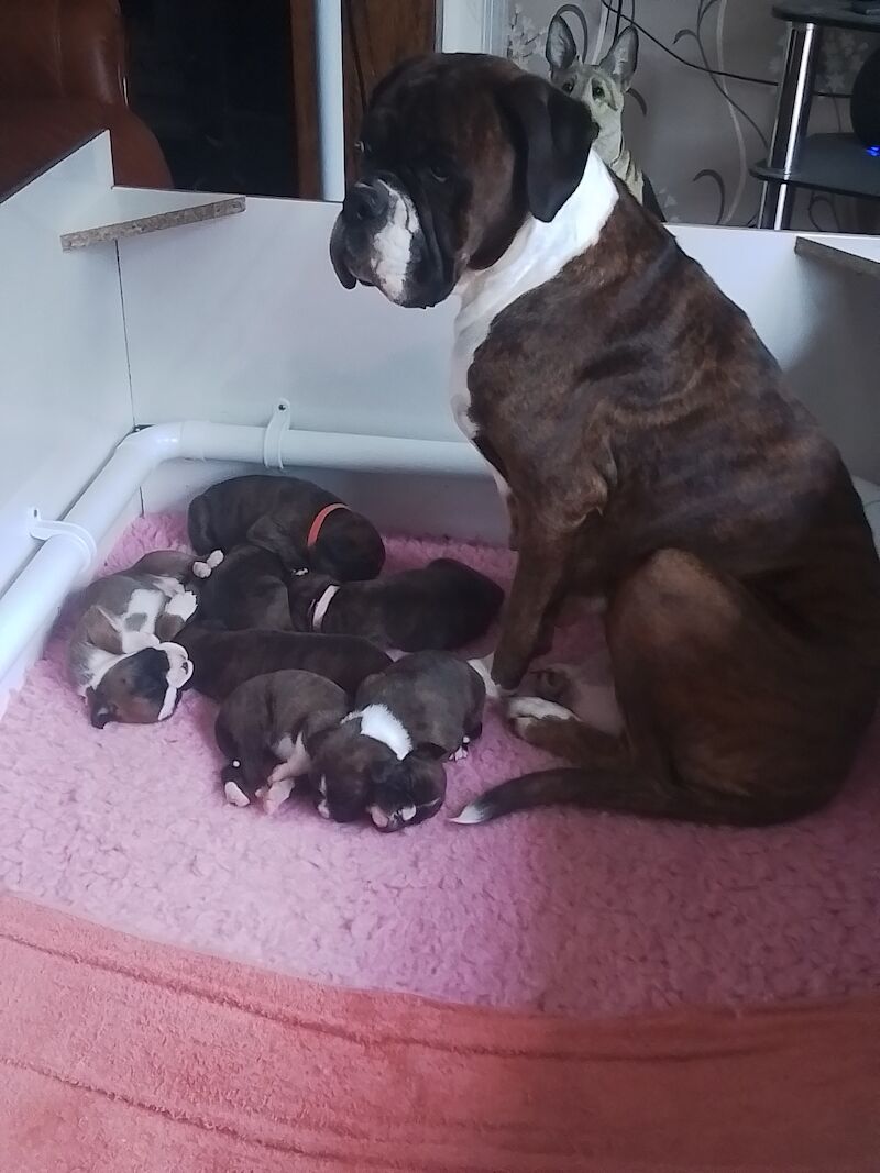 Gorgeous KC reg boxer puppies for sale in Turriff Aberdeenshire 