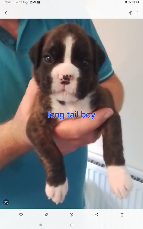 Gorgeous KC reg boxer puppies for sale in Turriff Aberdeenshire - Image 2