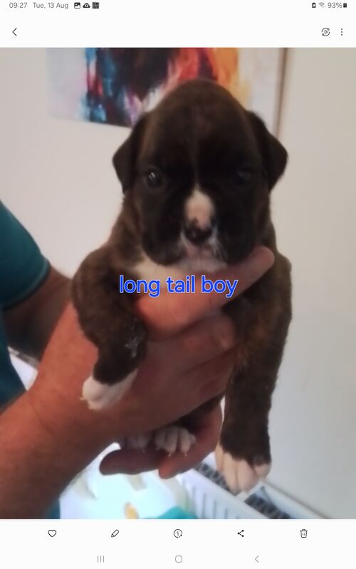 Gorgeous KC reg boxer puppies for sale in Turriff Aberdeenshire - Image 3