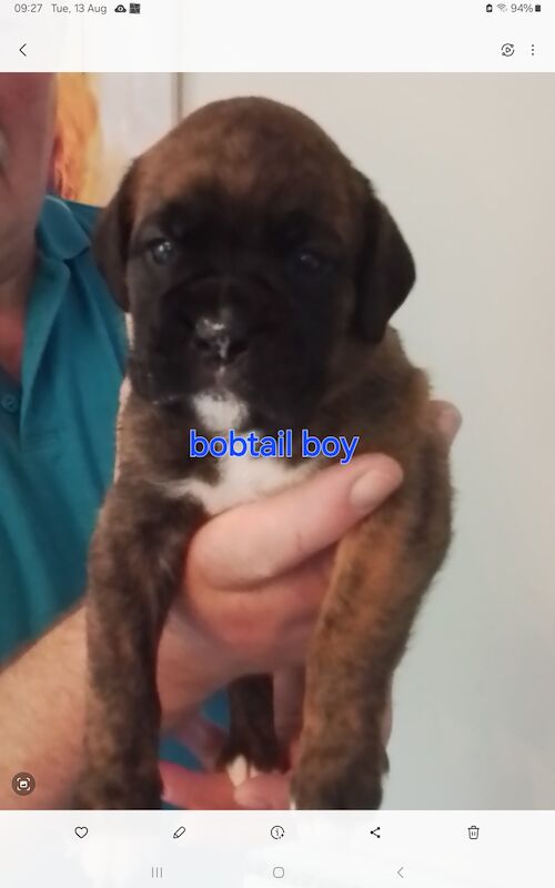 Gorgeous KC reg boxer puppies for sale in Turriff Aberdeenshire - Image 4