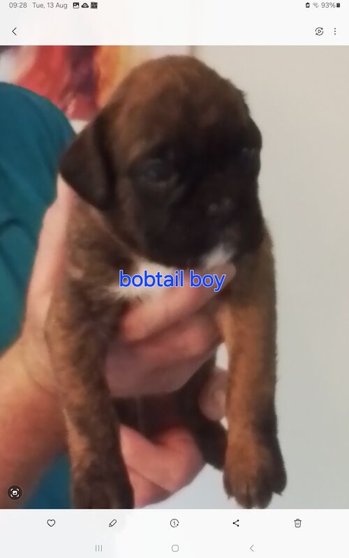 Gorgeous KC reg boxer puppies for sale in Turriff Aberdeenshire - Image 5