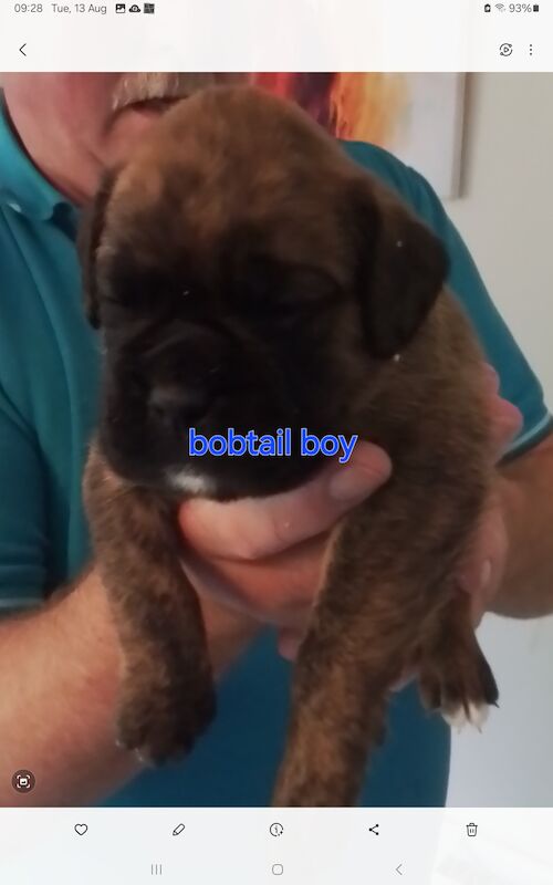 Gorgeous KC reg boxer puppies for sale in Turriff Aberdeenshire - Image 6