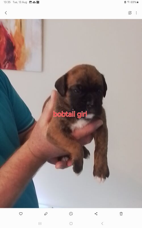 Gorgeous KC reg boxer puppies for sale in Turriff Aberdeenshire - Image 7