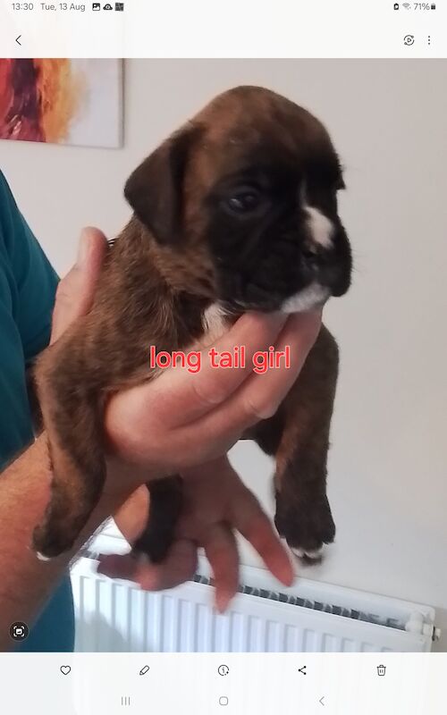 Gorgeous KC reg boxer puppies for sale in Turriff Aberdeenshire - Image 8