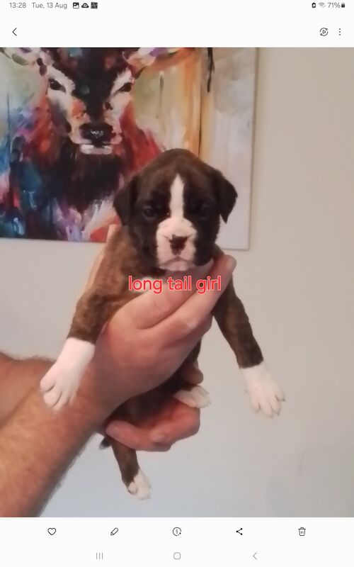 Gorgeous KC reg boxer puppies for sale in Turriff Aberdeenshire - Image 9