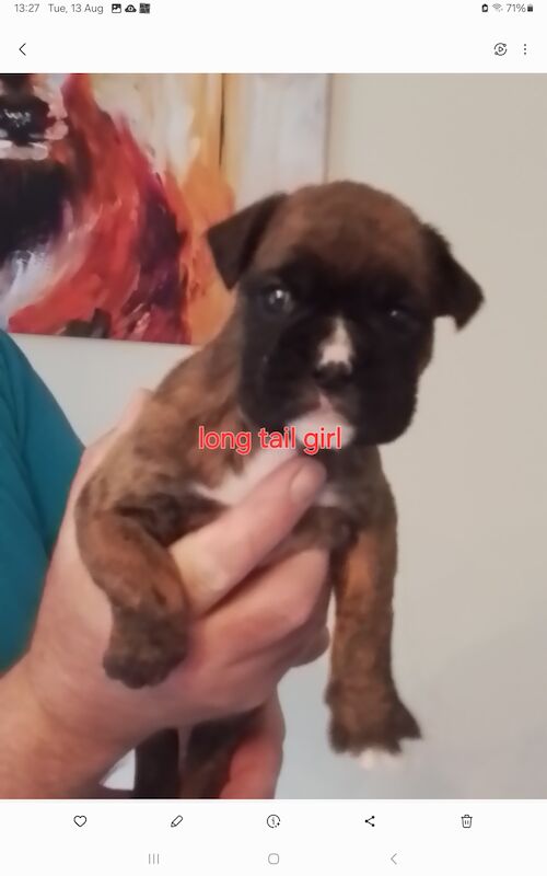 Gorgeous KC reg boxer puppies for sale in Turriff Aberdeenshire - Image 10