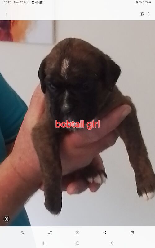 Gorgeous KC reg boxer puppies for sale in Turriff Aberdeenshire - Image 11