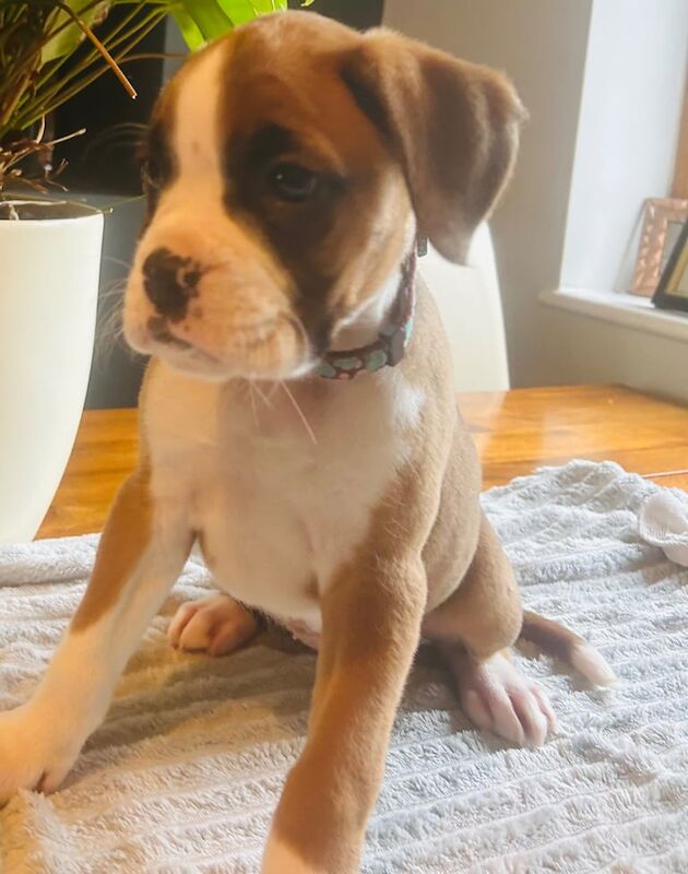 IKC Boxer Puppies for sale in Dungiven, Limavady