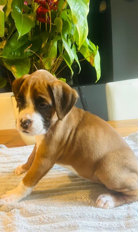 IKC Boxer Puppies for sale in Dungiven, Limavady - Image 2