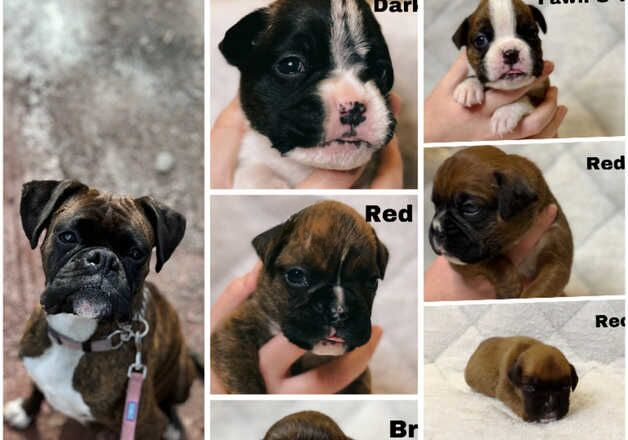 KC Boxer puppies for sale in Crediton, Devon