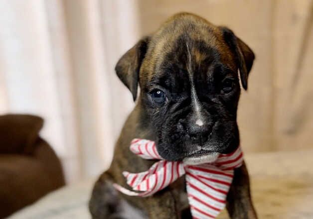 KC Boxer puppies for sale in Crediton, Devon - Image 2