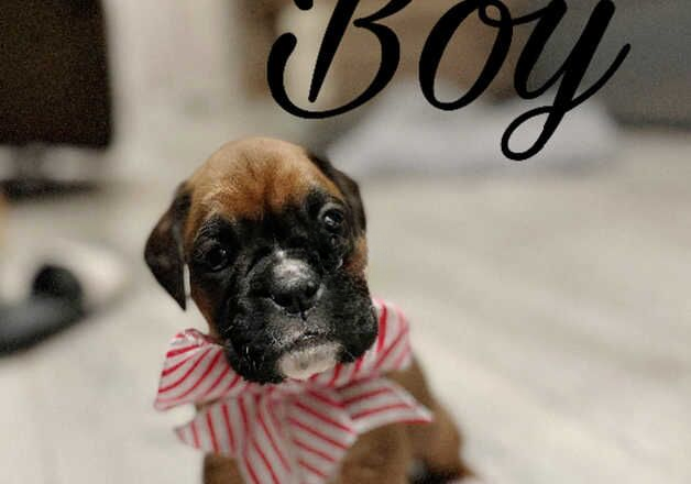 KC Boxer puppies for sale in Crediton, Devon - Image 3