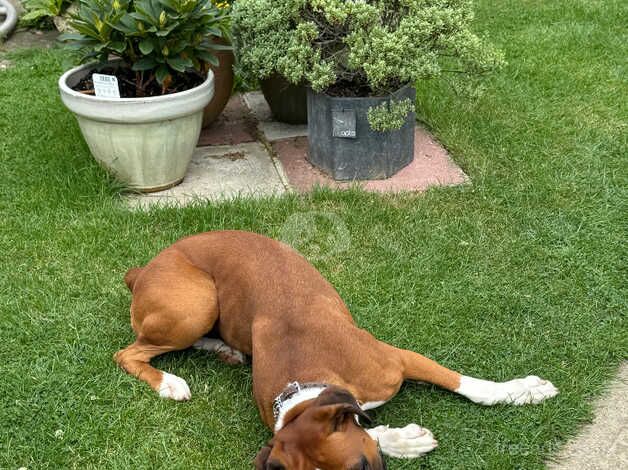 K.C. Reg, Boxer Bitch for sale in Calne, Wiltshire - Image 1