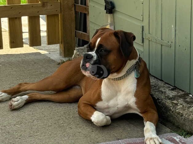 K.C. Reg, Boxer Bitch for sale in Calne, Wiltshire - Image 5