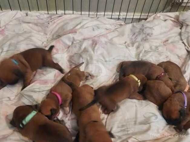 KC Reg Boxer Pups with Heart scored/BOBTAIL Parent for sale in Ferndale, Rhondda Cynon Taf