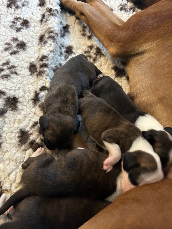 KC REG Brindle Boxer Puppies for sale in Louth, Lincolnshire