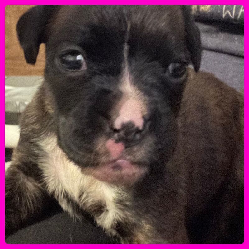 KC REG Brindle Boxer Puppies for sale in Louth, Lincolnshire - Image 2