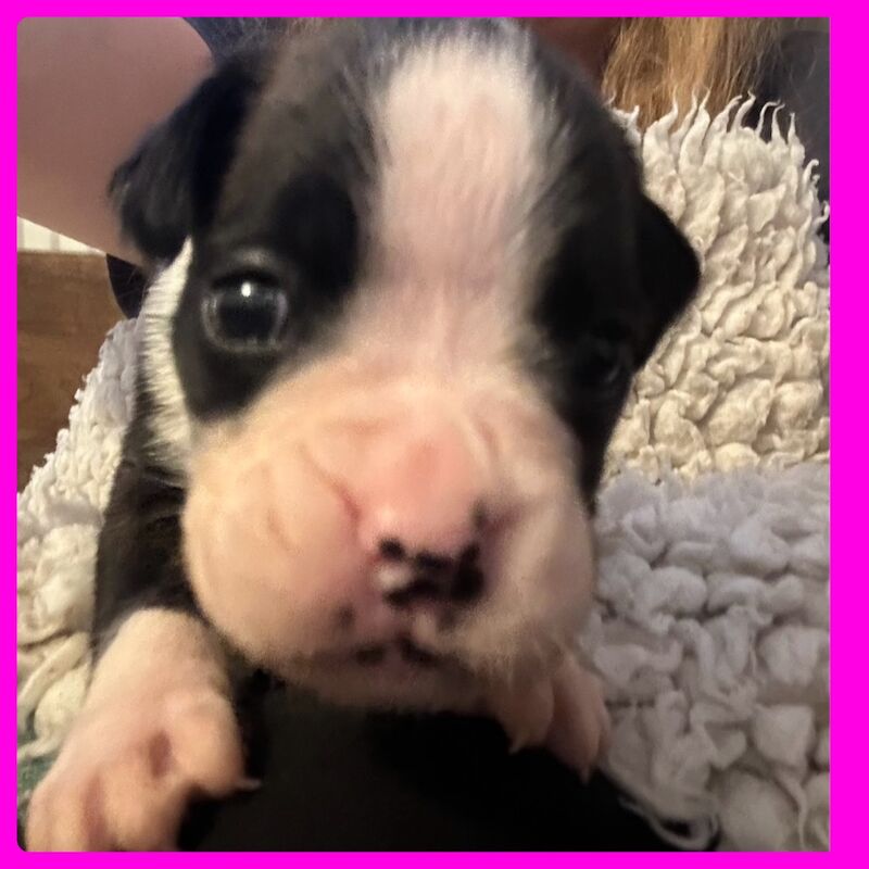 KC REG Brindle Boxer Puppies for sale in Louth, Lincolnshire - Image 3