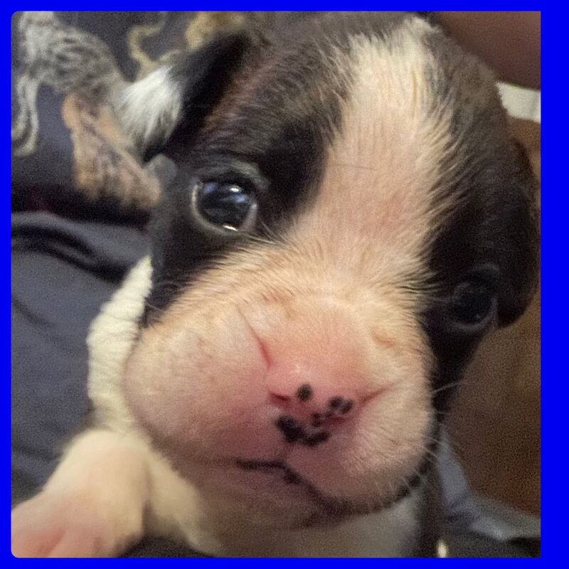 KC REG Brindle Boxer Puppies for sale in Louth, Lincolnshire - Image 4