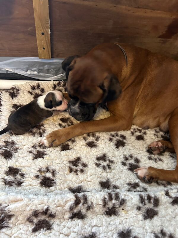 KC REG Brindle Boxer Puppies for sale in Louth, Lincolnshire