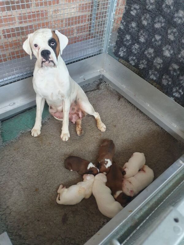 Kc registered boxer puppies for sale in Redditch, Worcestershire