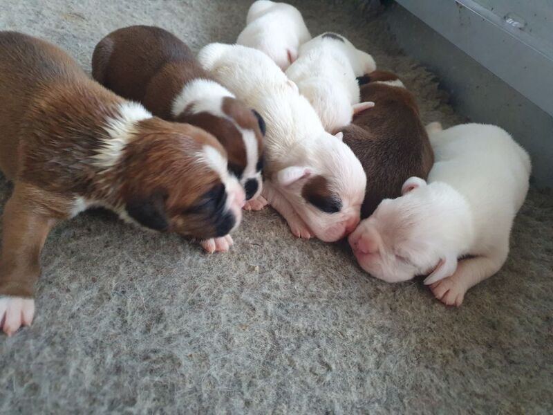 Kc registered boxer puppies for sale in Redditch, Worcestershire - Image 2