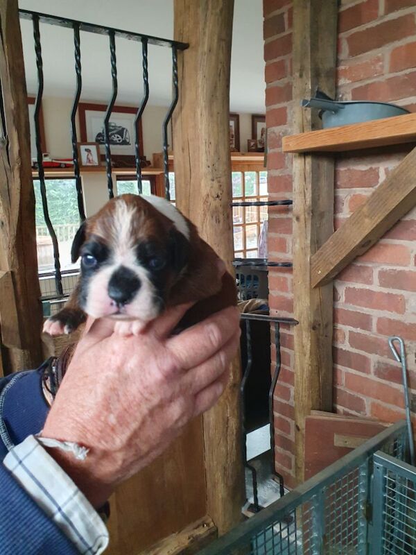 Kc registered boxer puppies for sale in Redditch, Worcestershire - Image 3