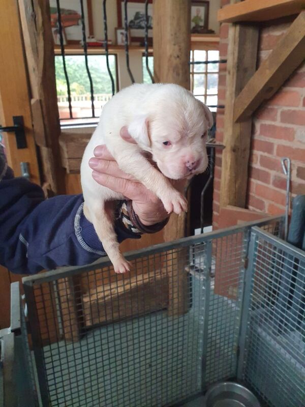 Kc registered boxer puppies for sale in Redditch, Worcestershire - Image 4