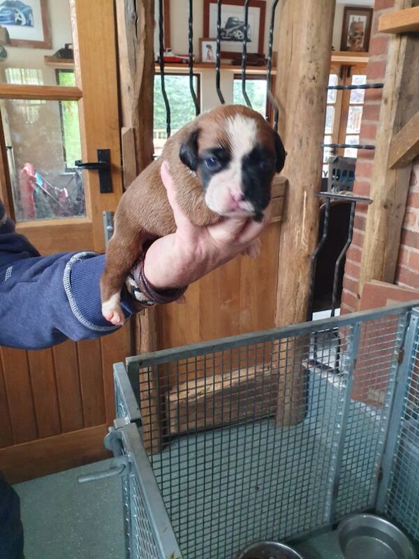 Kc registered boxer puppies for sale in Redditch, Worcestershire - Image 5