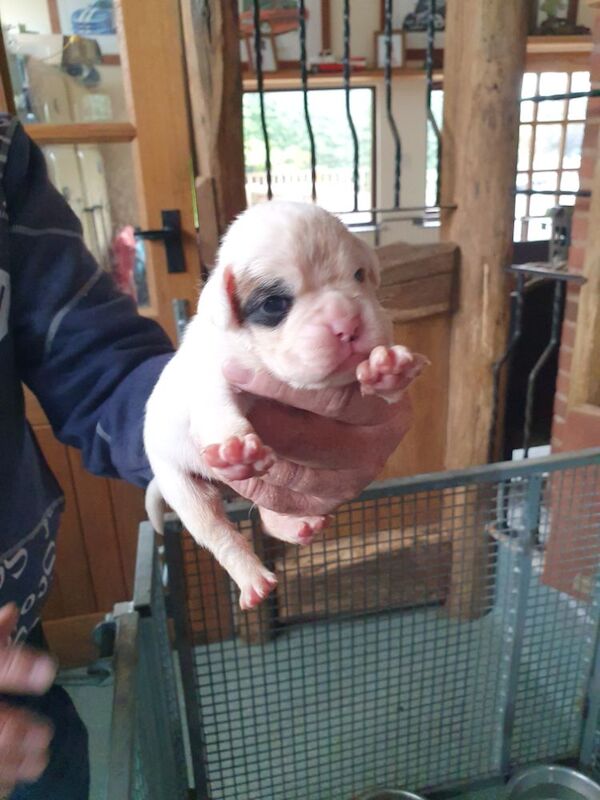 Kc registered boxer puppies for sale in Redditch, Worcestershire - Image 6