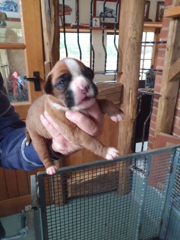 Kc registered boxer puppies for sale in Redditch, Worcestershire - Image 7