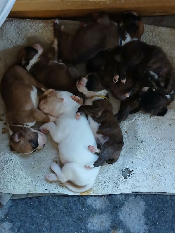 Kc registered boxer puppies for sale in Redditch, Worcestershire