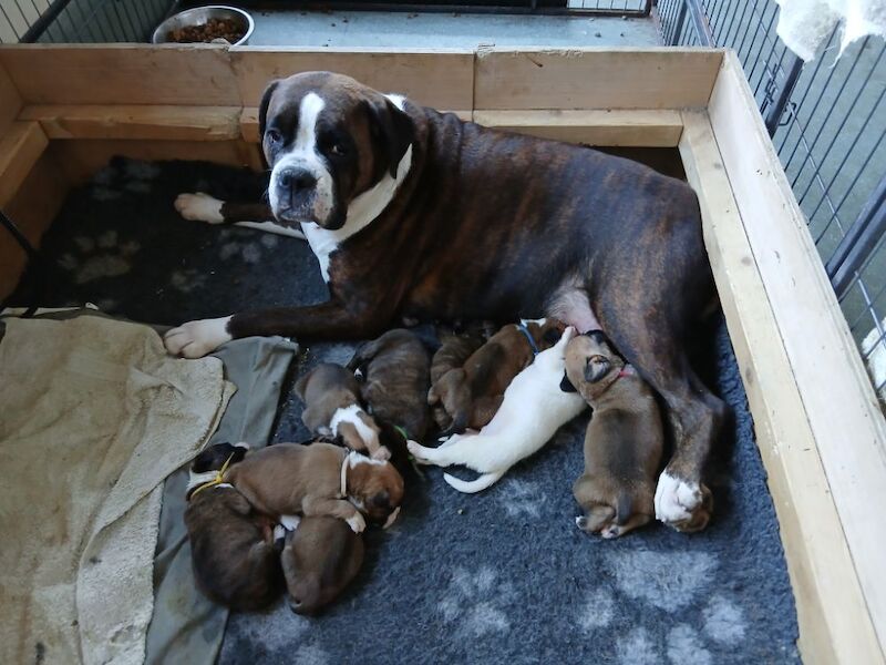 Kc registered boxer puppies for sale in Redditch, Worcestershire - Image 2