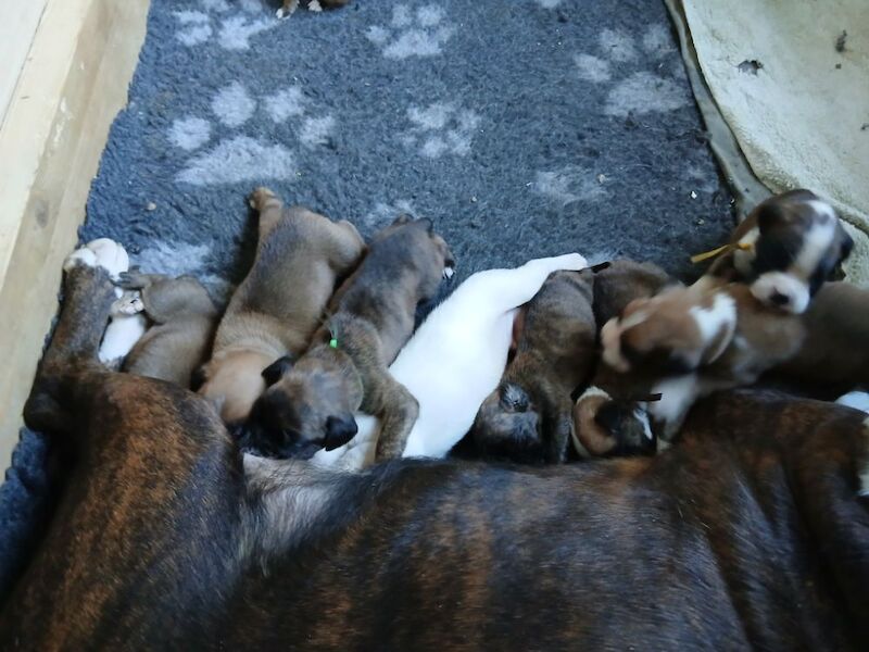 Kc registered boxer puppies for sale in Redditch, Worcestershire - Image 3