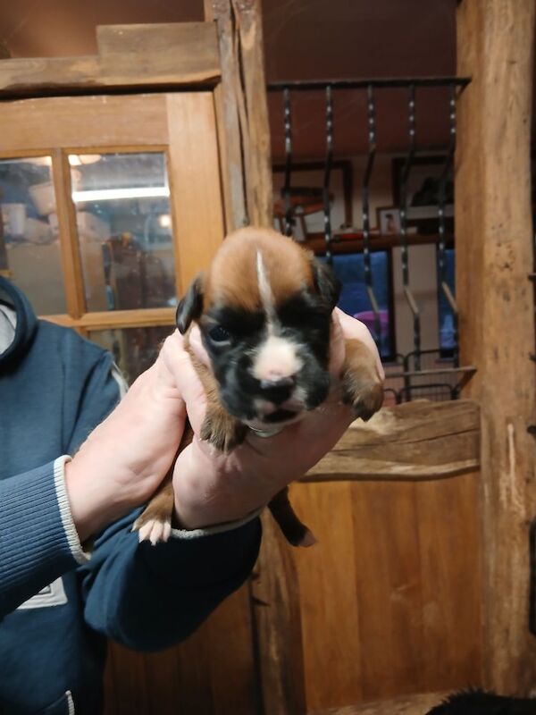 Kc registered boxer puppies for sale in Redditch, Worcestershire - Image 5