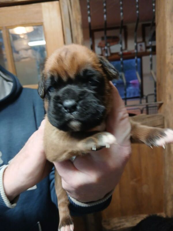 Kc registered boxer puppies for sale in Redditch, Worcestershire - Image 6