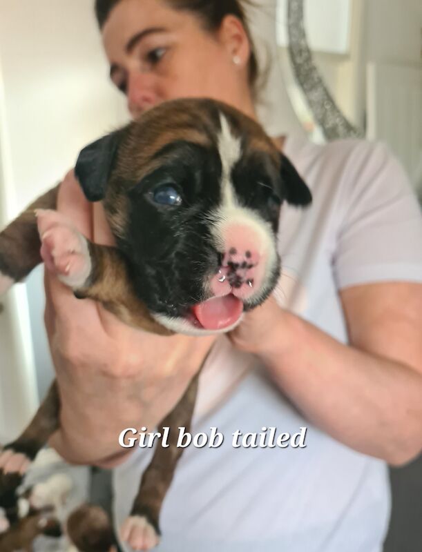 Kc registered boxer puppies for sale in Spennymoor, County Durham