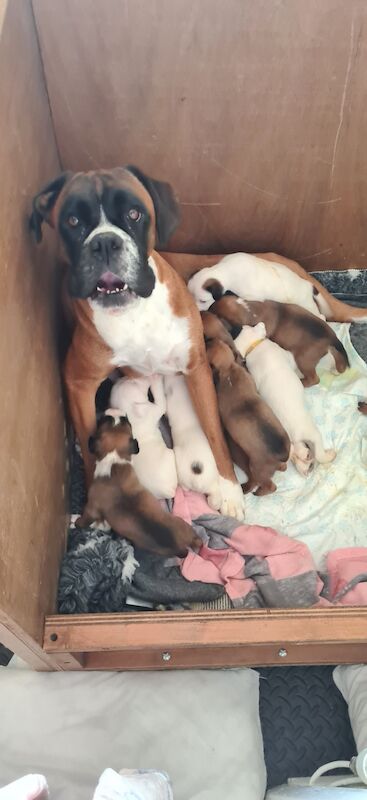 Kc registered boxer puppies for sale in Spennymoor, County Durham - Image 2