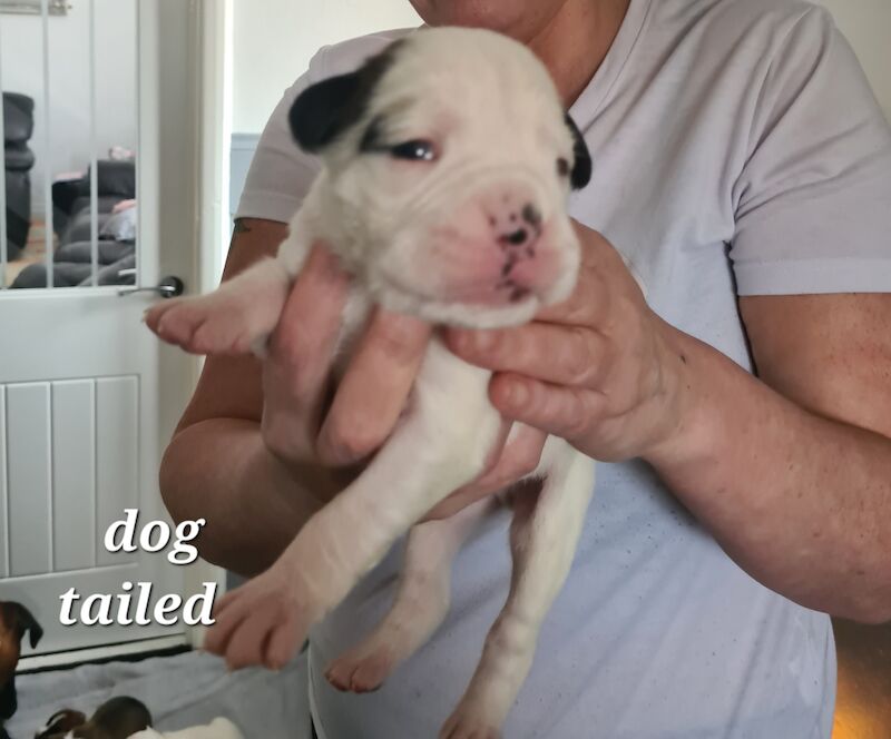 Kc registered boxer puppies for sale in Spennymoor, County Durham - Image 3