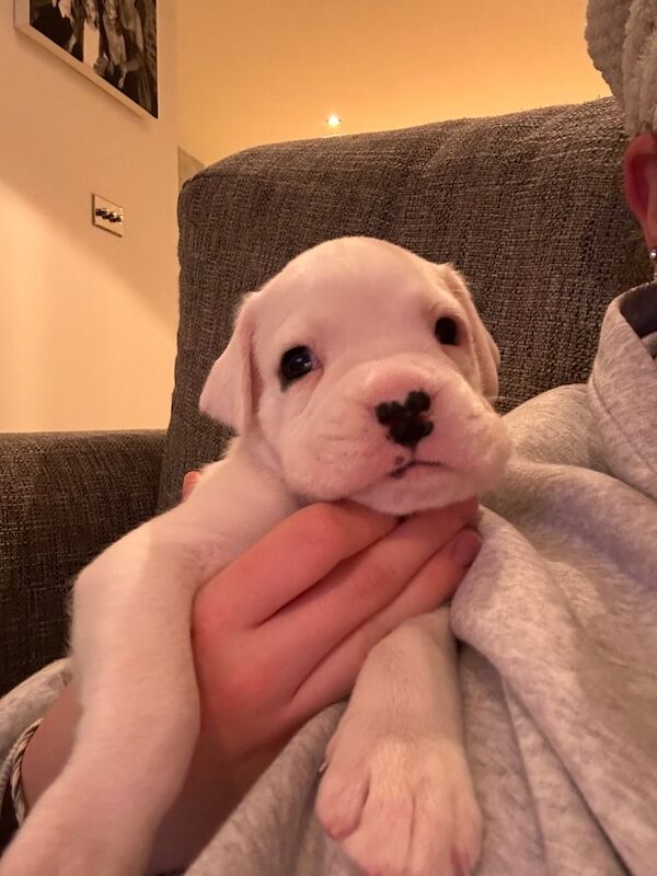 KC registered Boxer Puppies for sale in Cambridge, Cambridgeshire