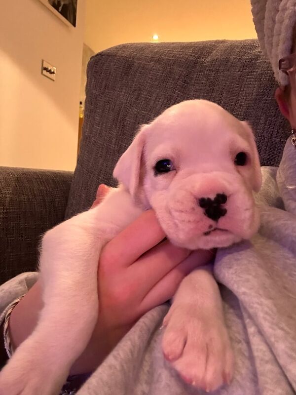 KC registered Boxer Puppies for sale in Cambridge, Cambridgeshire - Image 2