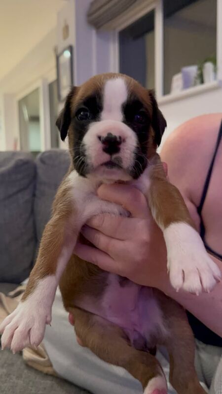 KC registered Boxer Puppies for sale in Cambridge, Cambridgeshire - Image 3