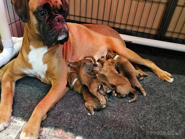 KC Registered Boxer Puppies tails and bobtail for sale in Bridlington, East Riding of Yorkshire - Image 1