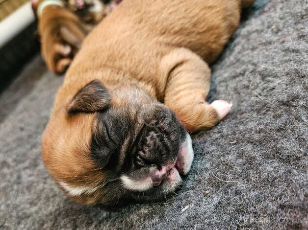 KC Registered Boxer Puppies tails and bobtail for sale in Bridlington, East Riding of Yorkshire - Image 2